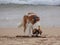 Young saint Bernard on the beach