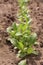 Young salad. Fresh green lettuce and arugula on a garden bed in greenhouses, Vegetable garden with raised beds