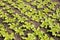 Young salad plants in a field