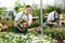 Young salesgirl preparing for sale potted African daisy in greenhouse