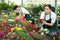 Young salesgirl preparing for sale potted petunias in greenhouse