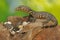 A young salvator monitor lizard is ready to prey on the turtles that have just hatched from their eggs.