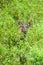 Young Sambar deer in tropical grassland. Khao Yai National Park. UNESCO The World Heritage Site. Thailand. Rainy season. Soft