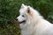 Young samoyed dog  in the garden