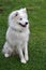 Young samoyed dog  in the garden