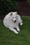 Young samoyed dog lies panting  in the garden