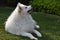 Young samoyed dog lies relaxing   in the garden