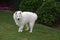 Young samoyed dog plays in the garden