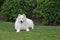 Young samoyed dog resting  in the garden