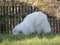 Young Samoyed dog with white fluffy coat digging and sniffing at green grass garden. Cute happy Russian Bjelkier dog is