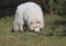 Young Samoyed dog with white fluffy coat digging and sniffing at green grass garden. Cute happy Russian Bjelkier dog is