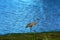 Young Sand Hill Crane on a Stroll