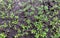 Young sandalwood Santalum album seedlings, in the nursery, in shallow focus
