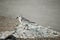 Young sanderling