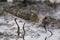 Young sandpiper in search of shellfish