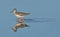 Young sandpiper walking in the lake