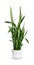 Young Sansevieria trifasciata a potted plant isolated over white