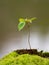 Young sapling of a beech tree growing out of a mound