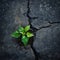 young sapling breaking through a cracked concrete pavement