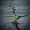 young sapling breaking through a cracked concrete pavement