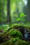 Young sapling growing on a moss-covered forest floor with sunlight.