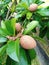 Young sapodilla fruit