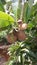young sapodilla fruit