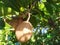 young sapodilla fruit on the tree