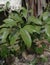 young sapodilla plant taken from above