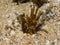 Young Sargassum seaweed in sandy rock pool