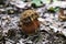 Young Satan\'s bolete grew in the deciduous forest