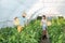 Young satisfied family couple picking pepper in the baskets in the greenhouse and smiling for vegetables they planted as small bus