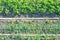 Young scallions and potato plants on a vegetable garden patch