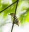 Young Scarlet-backed Flowerpecker
