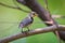 Young Scarlet-backed Flowerpecker(Dicaeum cruentatum)