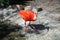 Young Scarlet Colored Ibis at Bush Gardens