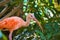 Young Scarlet Ibis