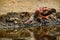 A young scarlet ibis searches for food by burying its beak in the ground on the river bank