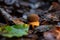 Young Scarletina bolete mushroom (Neoboletus luridiformis)