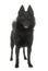 Young Schipperke dog