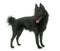 Young Schipperke dog