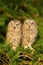 Young scops owls