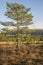 Young Scots Pine in Glen Feshie in Scotland.