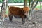 Young Scottish highland cattle standing on a paddock