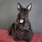 Young scottish terrier on a tartan cloth