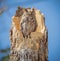 Young screech owl perches on top of broken tree