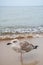 Young sea gull standing on the sandy beach