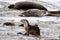 A young sea lion on the beach at Seal Bay in Kangaroo Island