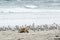 Young Sea Lion, Kangaroo Island