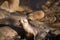 Young Sea Lion Posing on the cliffs in La Jolla California , USA